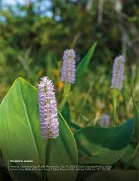Image result for Pontederia