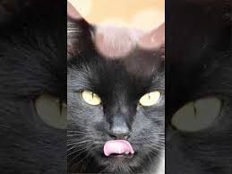 Black cat minimalist wallpaper oc 1920 x 1080 . Black Cat Wallpaper For Iphone I Photograph Black Shelter Cats
