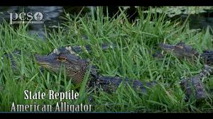 See Baby Gators Protective Mama Gator Bellowing Daddy Gator On Life Science At A Social Distance Youtube