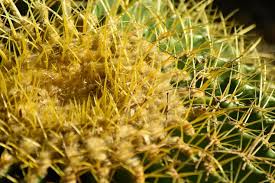 Image result for Acanthosicyos naudinianus