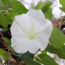 It's also where the final chapter, palace of flowers, takes place. Amazon Com Outsidepride Moonflower Vine Plant Flower Seed 100 Seeds Flowering Plants Garden Outdoor