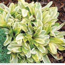 Instant Impact Plants Ground Cover Toffee Chips Perennials