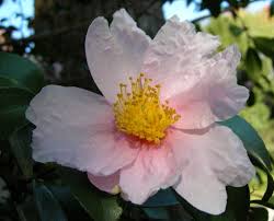 Camellia 'winter's star' | carolyn's shade gardens. Camellia Winter S Interlude Carolyn S Shade Gardens