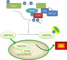 Low, yap & associates has been providing public accounting and professional services for businesses since 1990. Analysis Of The Role Of The Hippo Pathway In Cancer Journal Of Translational Medicine Full Text