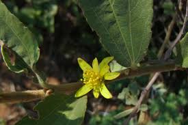 Image result for Grewia flava