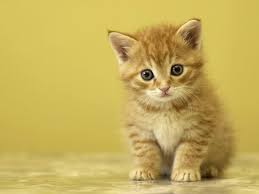 Dengan memaparkan wallpaper kucing comel melalui aplikasi kami ke dalam telefon pintar anda, ianya mampu menceriakan hari anda dengan setiap tatapan comel kucing pilihan anda. Blog Suke Suki Koleksi Gambar Kucing Comel Baby Animals Pictures Kittens Cutest Baby Funny Cat Wallpaper