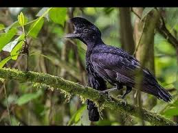 Youtube Nature Bird Bird Gif