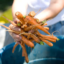 Check spelling or type a new query. Growing Carrots And Parsnips In Home Gardens Umn Extension