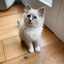 The latest ones are on may 13, 2021 7 new long haired kittens for sale near me results have been found in the last 90 days, which means that. Winnipeg Cats Kittens For Sale And Wanted Eclassifieds 4u Winnipeg