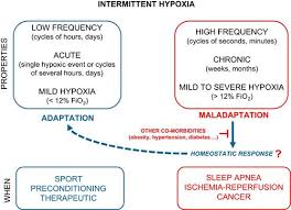Image result for Hypoxis sp. A (as per FZ 12-3)