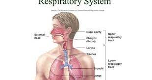 23 1 Chapter 23 Respiratory System 23 2 Respiration Ventilation Movement Of Air Into And Out Of Lungs E Respiratory System Pearson Education Med School Study