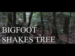 Go on to discover millions of awesome videos and pictures in thousands of other categories. Bigfoot Caught On Camera Tree Shaker Footage Mountain Beast Mysteries Episode 38 Youtube Bigfoot Bigfoot Documentary Mystery