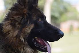 Image result for german shepherd dog