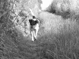 Black And Grey Spotted Dog Moja Carmen Z Ceslova Czech Spotted Dog Cesky Strakaty Pes Spotted Dog Dogs Animals