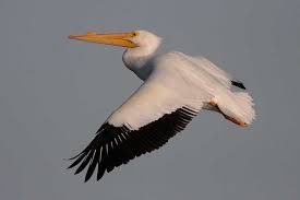 But this saturday night, with the magnolia bowl in question, i bet that turns back around. American White Pelican Bird Gallery Houston Audubon