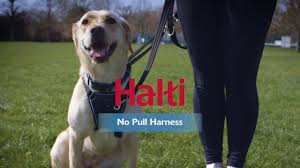 Halti No Pull Harness How To Fit And Use