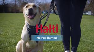 halti no pull harness how to fit and use