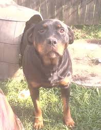 Find rottweiler puppies for sale and dogs for adoption near you in akron, canton, cincinnati, cleveland, columbus, toledo, youngstown or ohio. Rottweiler Puppies Nc Hoobly Guide At En Lp Diamonds Net