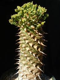 Image result for Euphorbia pfeilii