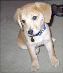 Don't miss what's happening in your neighborhood. Beagle Lab Mix Puppies For Sale In Ohio