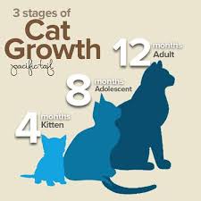 When Do Cats Stop Growing In Size Find Out Here The Spry Cat