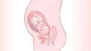 Anterior Placenta What It Means For You And Your Baby