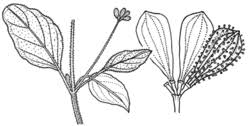 Image result for Boerhavia repens