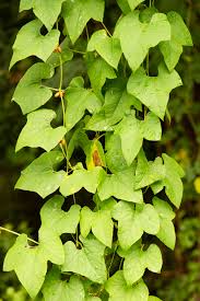 Image result for Cayaponia