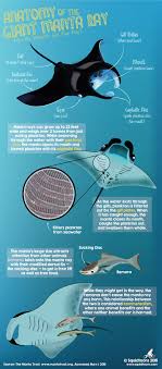 Anatomy Of The Manta Ray Marine Animals Marine Biology Giant Manta