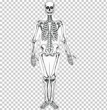 Human back bone chart back bones diagram human anatomy. Human Skeleton Human Body Homo Sapiens Drawing Png Clipart Abdomen Anatomy Arm Back Bone Free Png