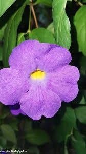 Thunbergia Erecta In 2021 Violet Flower Purple Flowers Home And Garden
