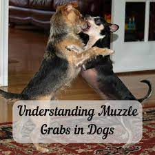 How do i stop a dog from biting? Understanding Muzzle Grabs Should You Grab Your Dog S Snout Pethelpful