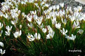 Image result for Zephyranthes candida