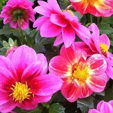 Devotes extra effort to provide its customers with the most attractive asiatic, oriental, la and ot hybrid varieties on the market. Spring Plants Flowers Hanging Baskets Vegetable Plants At Tom Strain Sons Farm Market And Garden Center Toledo Ohio