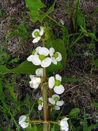 Image result for Alafia caudata