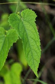 Image result for Tragia okanyua