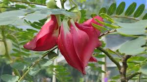 Image result for Sesbania grandiflora