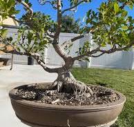 Ficus bonsai design ideas for beginners