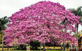 Tabebuia Tree Naples Now To Find A Place To Plant Mine Tree Plants Selling Your House