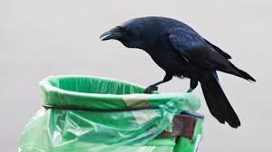 Wir haben einige bauarbeiten im garten vor. Krahenplage Uber Deutschland Der Mensch Ist Schuld Stern De