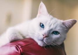 Many cats with cancer experience weight loss. Hemangiosarcoma In Cats