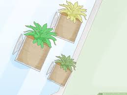 How do you get your vining indoor plants to grow long, lush and large? Easy Ways To Hang Plants Without Holes 8 Steps With Pictures