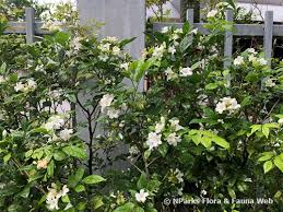 One of the most common garden shrub in our area is murraya paniculata. Murraya Paniculata