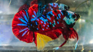 Quality betta fish in usa. Red Yellow Galaxy Koi Hmpk By Slavi Yan Most Beautiful Betta Ever á´á´œs Betta Koi Betta Betta Fish Tank