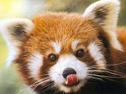 Download cool red panda wallpapers desktop wallpaper and 3d desktop backgrounds, screensavers, live background wallpapers for free listed above from the directory animals. K Ultra Hd Red Panda Wallpapers Hd Desktop Backgrounds X