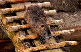Il piccolo castoro costruttore va con il suo piccolo trattore! Nutria Caratteristiche