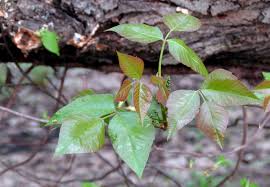Maybe you would like to learn more about one of these? Landscaping 101 How To Kill Poison Ivy Gardenista