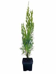 Monet ihmiset, jotka istuttavat yksityisyyssuojauksen tai tuulensuoran, tarvitsevat sitä eilen. Spartan Juniper Juniperus Chinensis 1 And 50 Similar Items