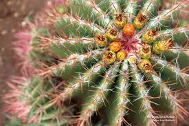 Succulent Snowflakes Cactus Succulents Cacti And Succulents