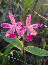 Image result for Rhipidoglossum globulosocalcaratum